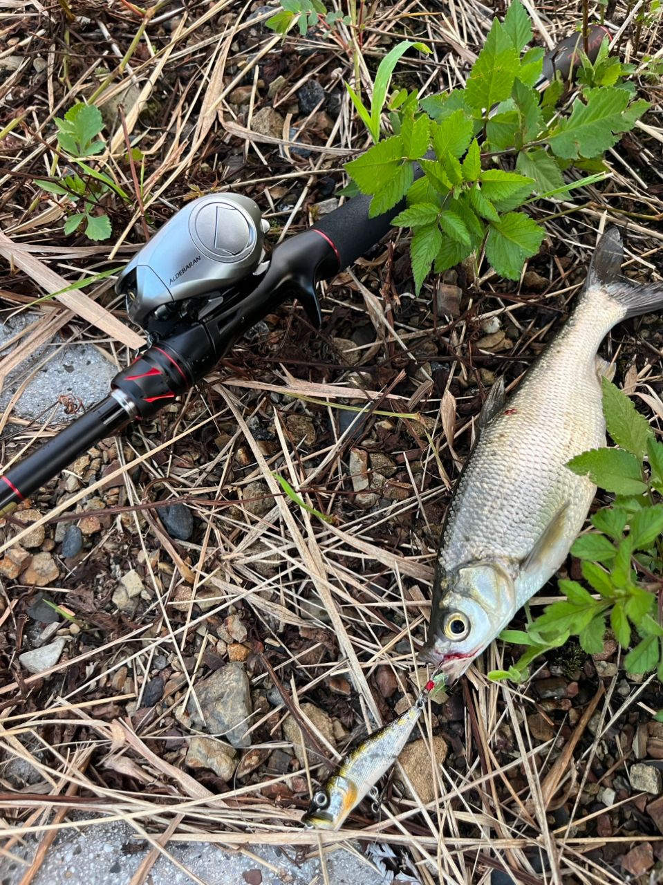SHIMANO 21ゾディアス (パックロッド) C72MH-5の最安値