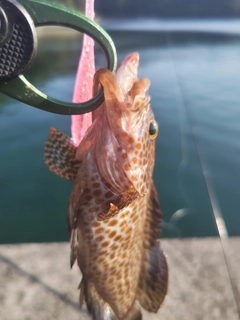 オオモンハタの釣果