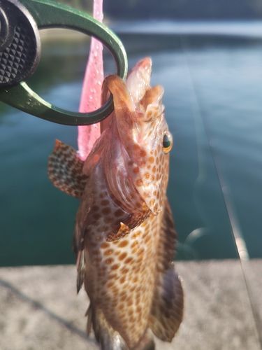 オオモンハタの釣果