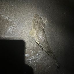 マゴチ