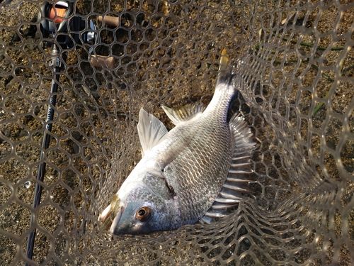 キビレの釣果