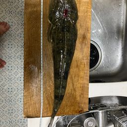 マゴチ
