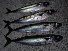 サバの釣果