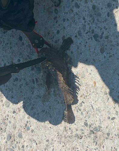 オニオコゼの釣果