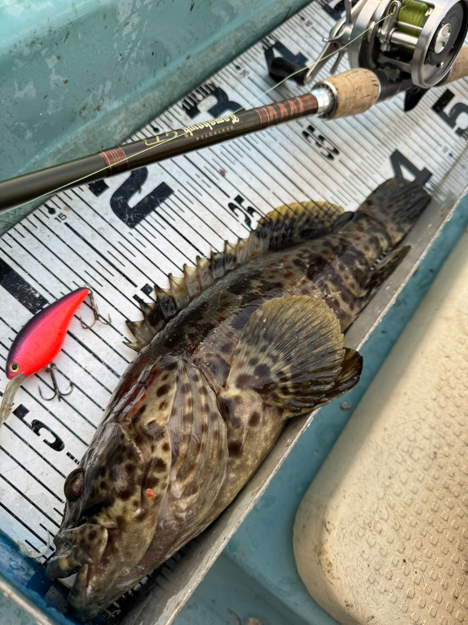 チャイロマルハタ