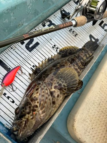 チャイロマルハタの釣果