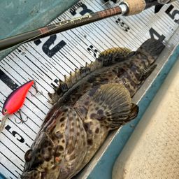 チャイロマルハタ