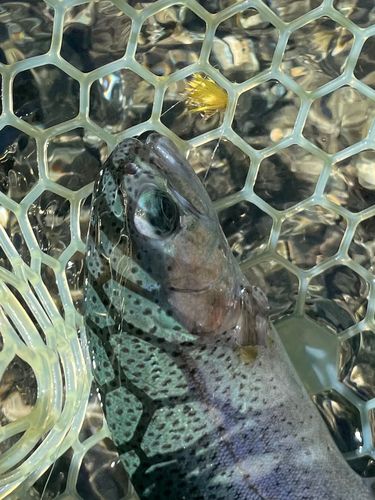 レインボートラウトの釣果
