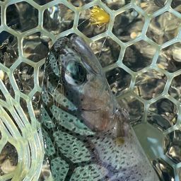 レインボートラウト