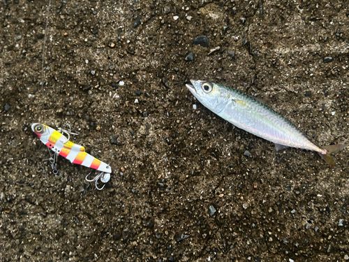 サバの釣果