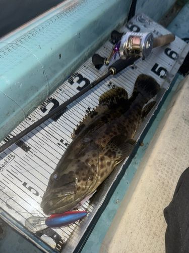 チャイロマルハタの釣果