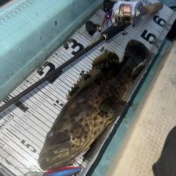 チャイロマルハタ