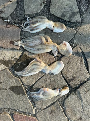 タコの釣果