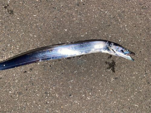 タチウオの釣果