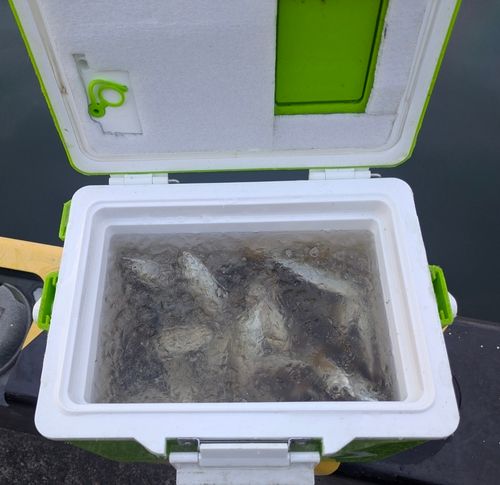 マアジの釣果