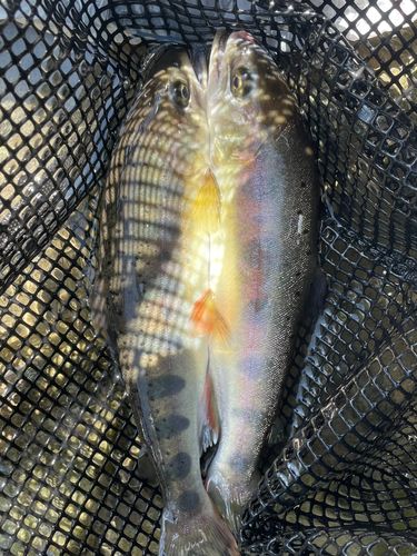 ヤマメの釣果
