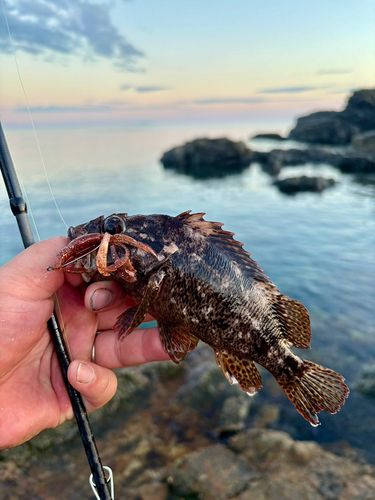 ムラソイの釣果