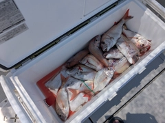 マダイの釣果