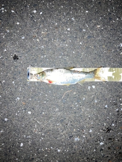 ワタカの釣果