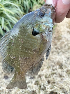 ブルーギルの釣果