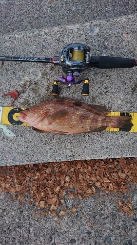 キジハタの釣果