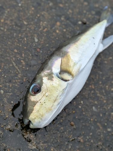 シロサバフグの釣果