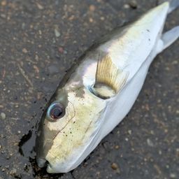 シロサバフグ