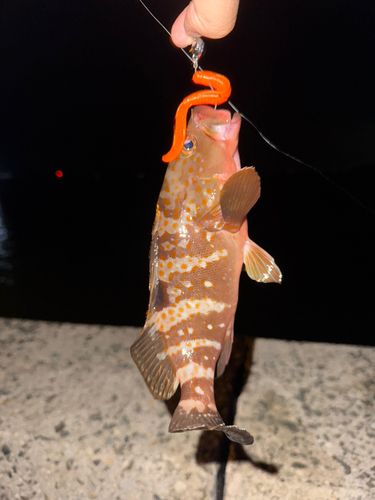 キジハタの釣果