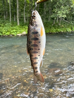 ヤマメの釣果