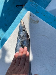 タチウオの釣果