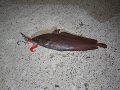 ドンコの釣果