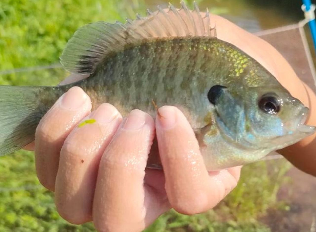 ブルーギル