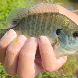 ブルーギル