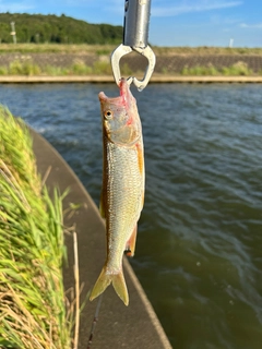 ハスの釣果