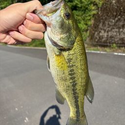 ブラックバス
