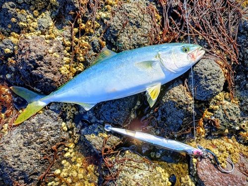 イナダの釣果