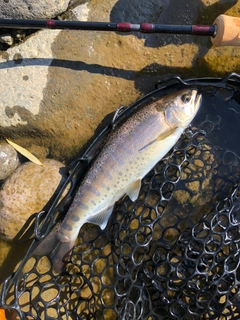 ヤマメの釣果