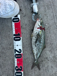 フクラギの釣果