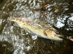 ヤマメの釣果