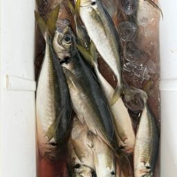 アジ