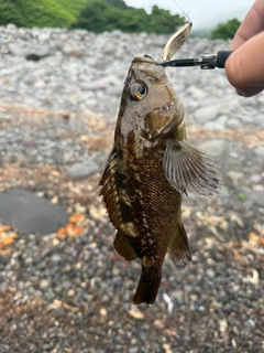 エゾメバルの釣果