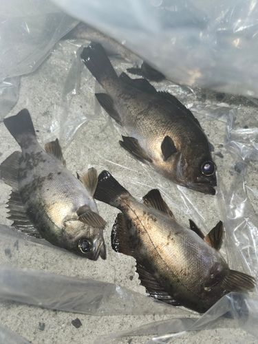メバルの釣果
