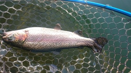 ニジマスの釣果
