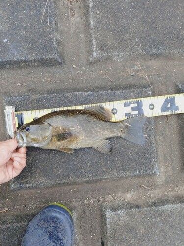 スモールマウスバスの釣果