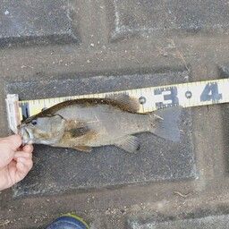 スモールマウスバス