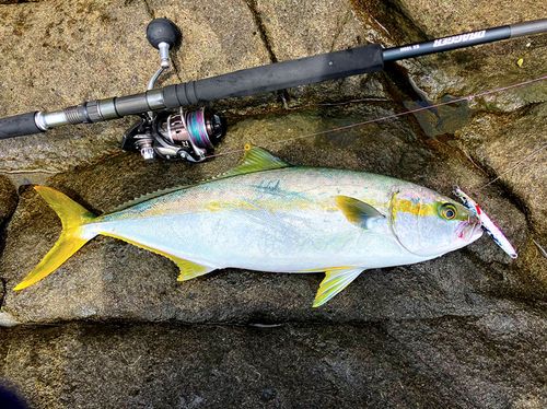 ヒラマサの釣果