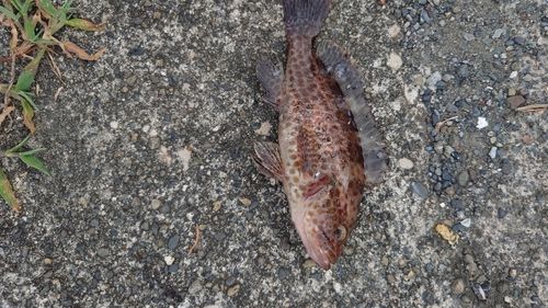 オオモンハタの釣果