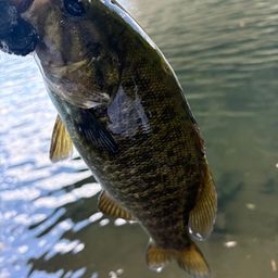 スモールマウスバス