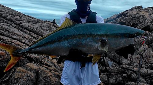 ブリの釣果