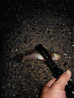 ハゼの釣果